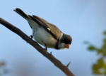 White-throated Seedeater